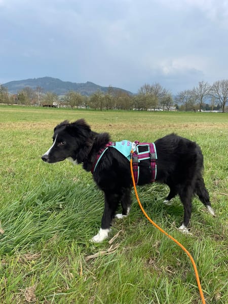 Kleine,liebe Rosalie braucht ihr zu Haus