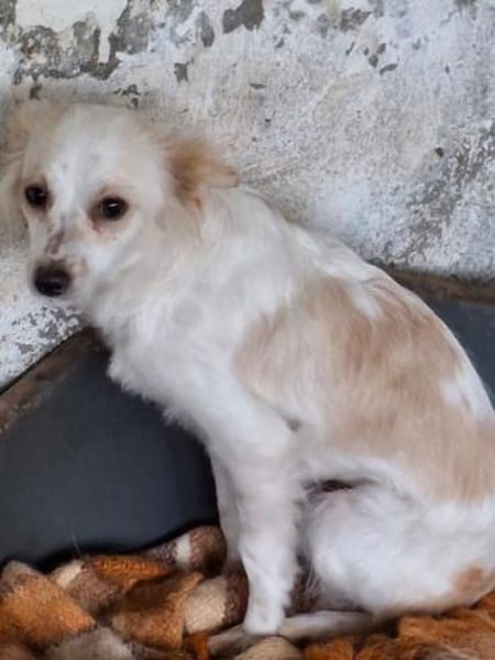 Isara, geb. ca 07/2024, 53879 Euskirchen