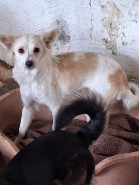 Isara, geb. ca 07/2024, 53879 Euskirchen