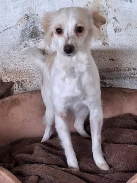 Isara, geb. ca 07/2024, 53879 Euskirchen