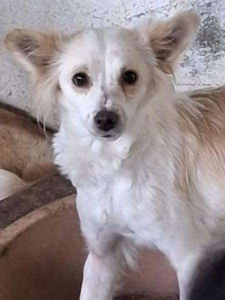 Isara, geb. ca 07/2024, 53879 Euskirchen