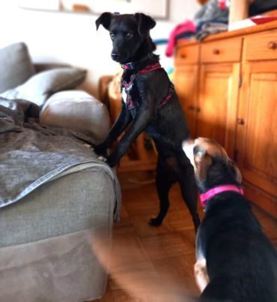 Rio freundlich und verspielt