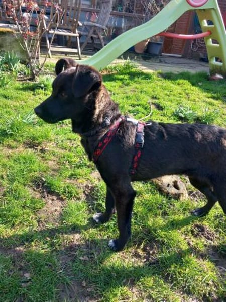 Rio freundlich und verspielt