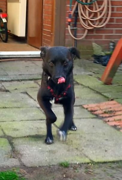 Rio freundlich und verspielt