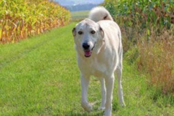 ZIMTSCHNECKE sucht liebevolles Zuhause