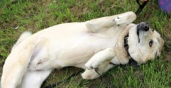 ZIMTSCHNECKE sucht liebevolles Zuhause