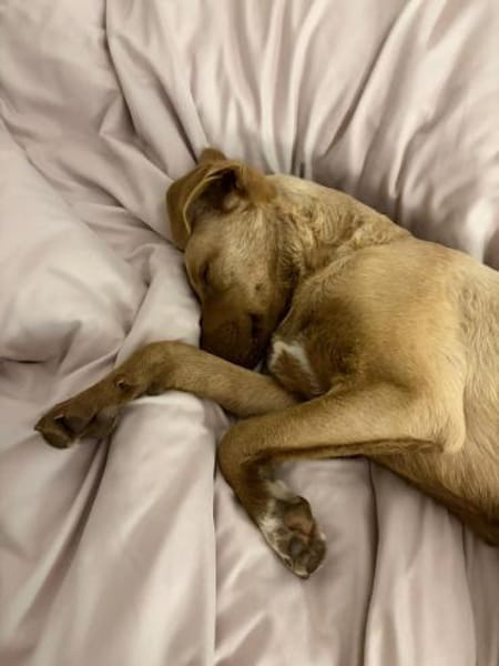 Roby freundlich und verspielt