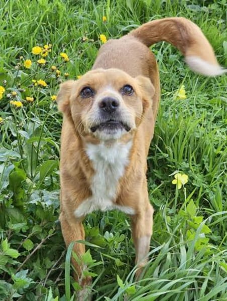 Niky, Pflegestelle in Hessen