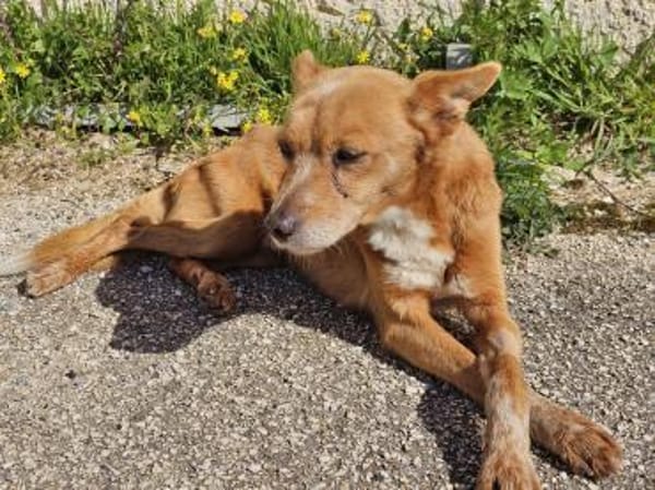 Niky, Pflegestelle in Hessen