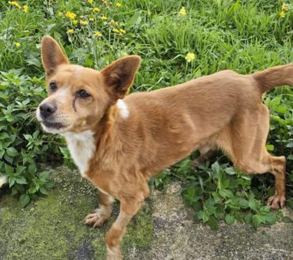 Niky, Pflegestelle in Hessen