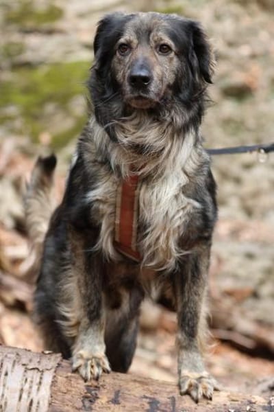 Ein großes Herz namens Sam