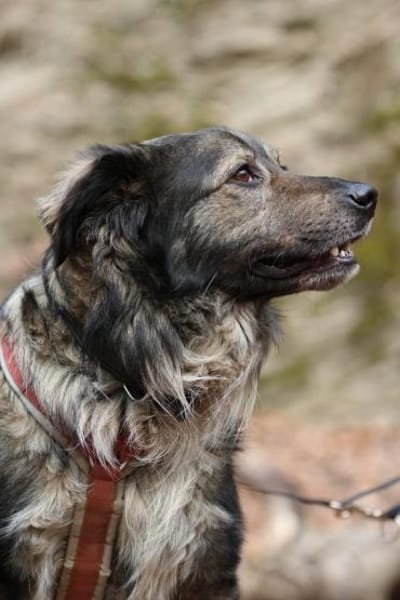 Ein großes Herz namens Sam