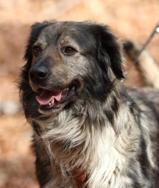 Ein großes Herz namens Sam