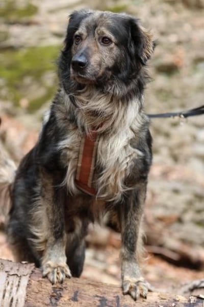 Ein großes Herz namens Sam