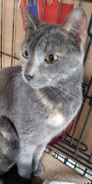 SHAKIRA möchte endlich ankommen