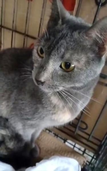 SHAKIRA möchte endlich ankommen