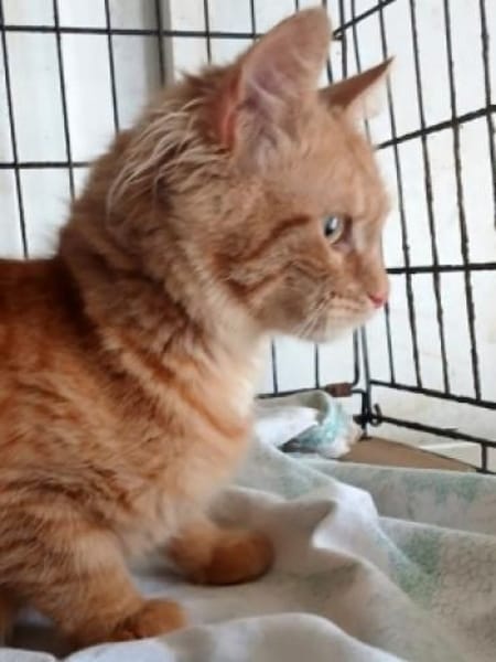 SUNNY sucht ein liebesvolles Zuhause