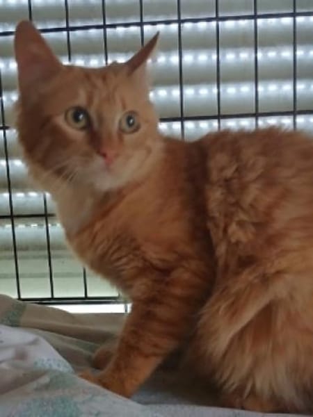 SUNNY sucht ein liebesvolles Zuhause