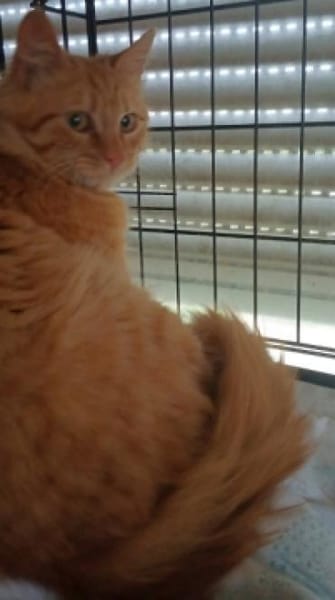 SUNNY sucht ein liebesvolles Zuhause