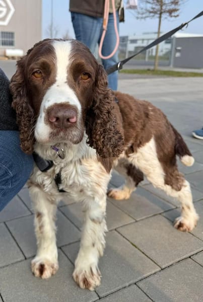 Rina 💖Springer Spaniel Hündin auf PS