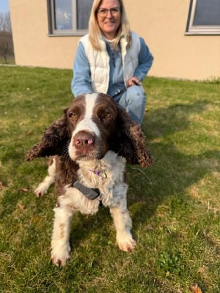 Rina 💖Springer Spaniel Hündin auf PS