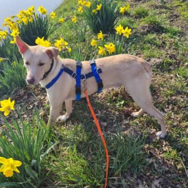 Smiorchi ❤ wartet in 26629 Großefehn