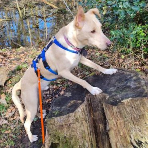 Smiorchi ❤ wartet in 26629 Großefehn