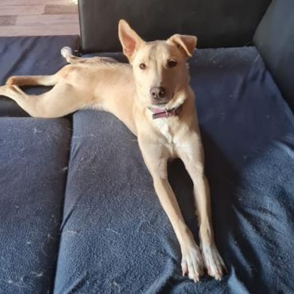 Smiorchi ❤ wartet in 26629 Großefehn