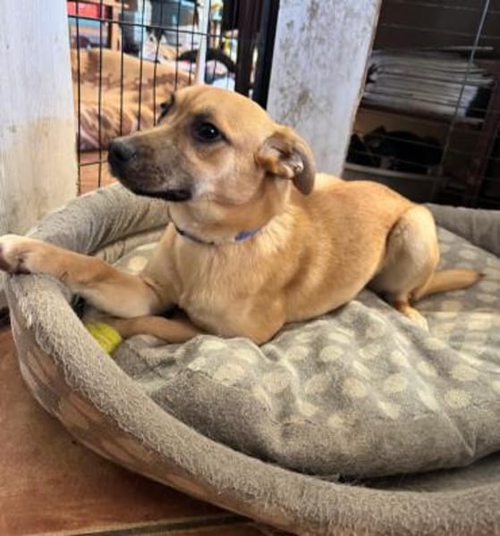 Klaus sucht sein zu Hause