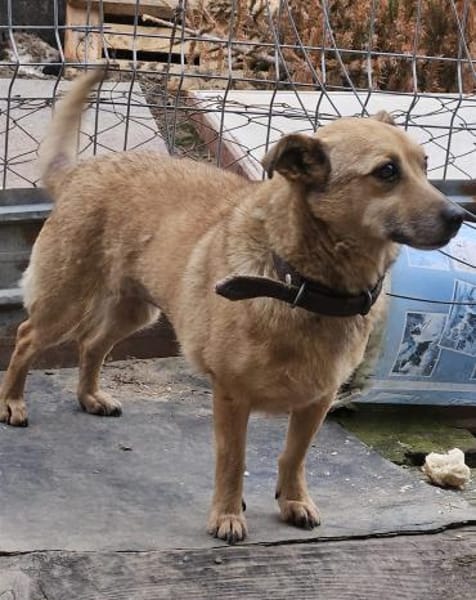 Verträgliche kleine Nelly sucht zuhause