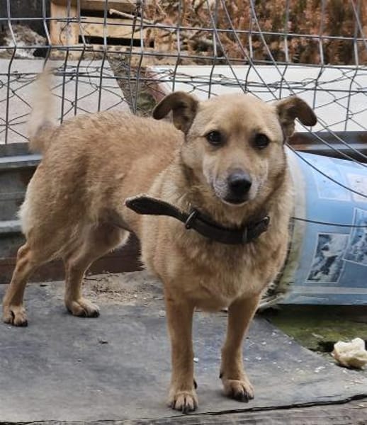 Verträgliche kleine Nelly sucht zuhause