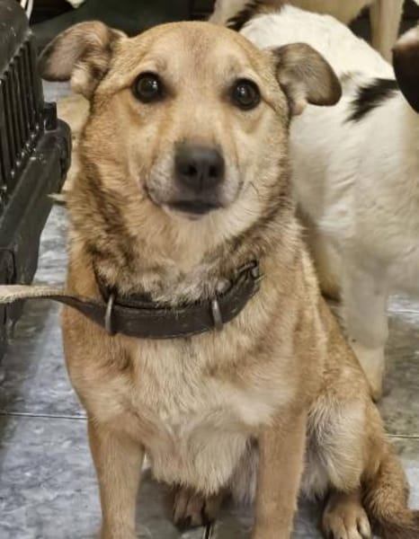 Verträgliche kleine Nelly sucht zuhause