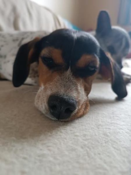 Gelen anhänglicher Welpe sucht Sie Alb