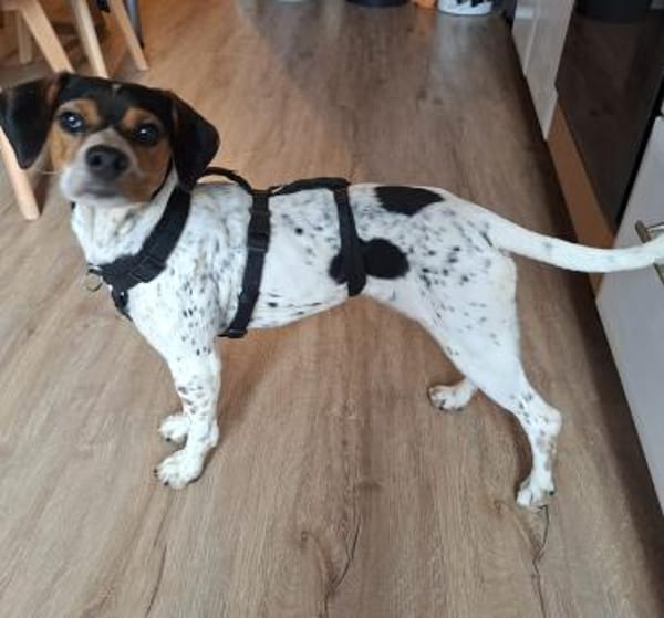 Gelen anhänglicher Welpe sucht Sie Alb