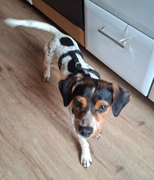 Gelen anhänglicher Welpe sucht Sie Alb