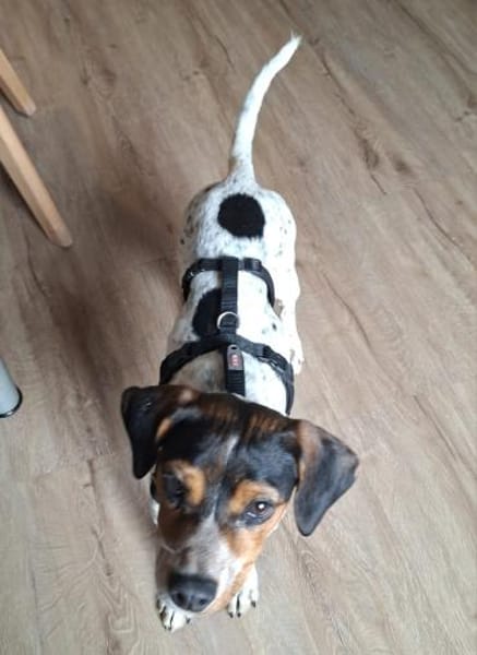 Gelen anhänglicher Welpe sucht Sie Alb