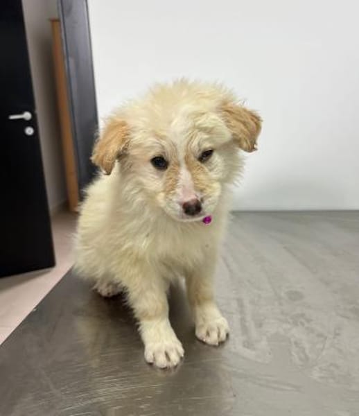 Kaily sucht Ihr Zuhause