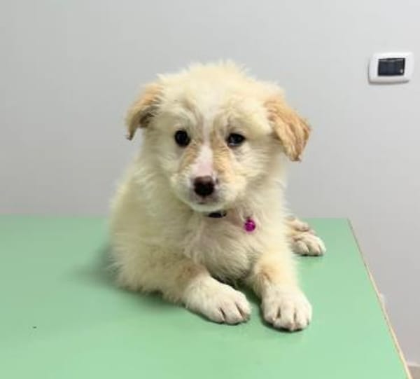 Kaily sucht Ihr Zuhause