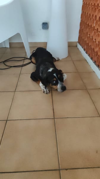 À L’ADOPTION, adorable femelle BERGER CREOLE tricolore