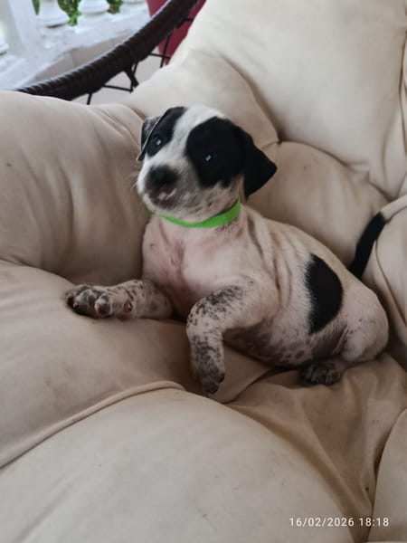 À L’ADOPTION, AYANA, BERGER CREOLE FEMELLE, noire et blanche