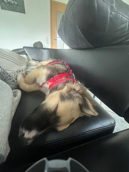 Pflegehund Nuts wartet in 52391 Vettweiß