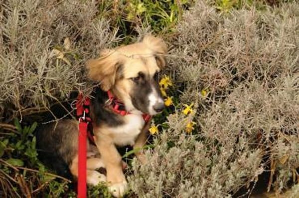 Pflegehund Nuts wartet in 52391 Vettweiß