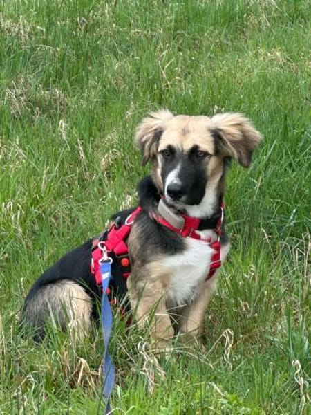 Pflegehund Nuts wartet in 52391 Vettweiß