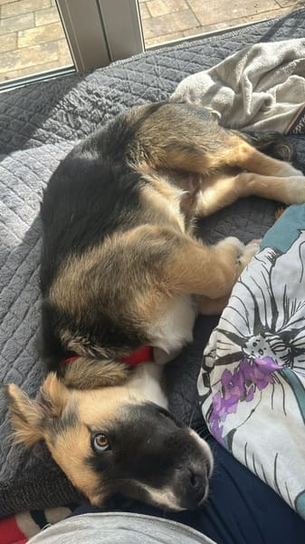 Pflegehund Nuts wartet in 52391 Vettweiß