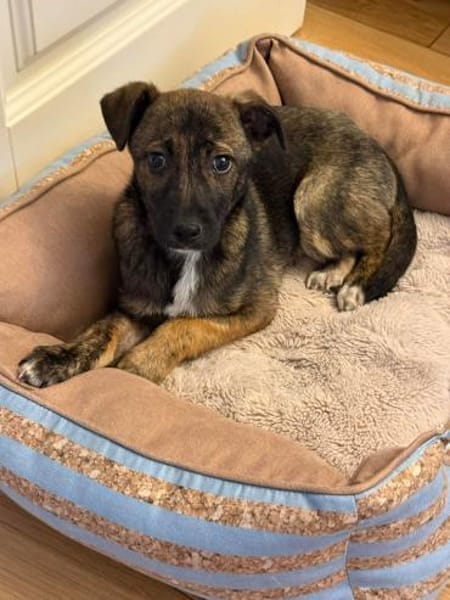 Welpe Wisey sucht sein Für-Immer-Zuhause