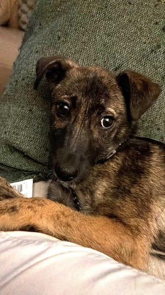 Welpe Wisey sucht sein Für-Immer-Zuhause