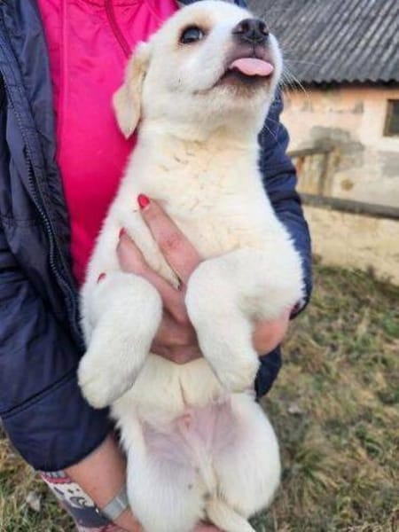 Wer gibt ALAN ein Zuhause?