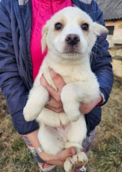 Wer gibt ALAN ein Zuhause?