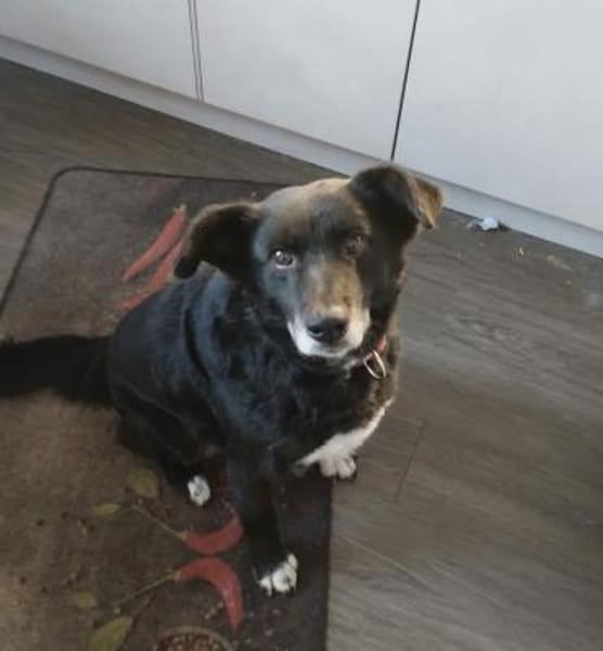 Seniorin Coco möchte endlich ankommen