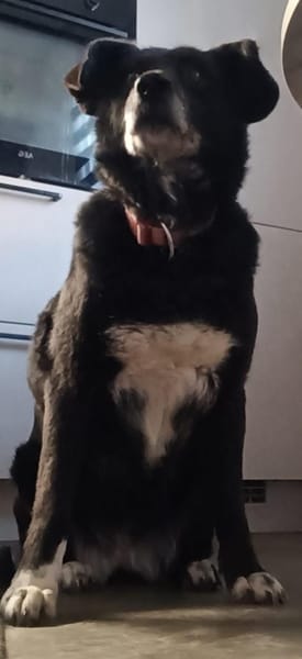 Seniorin Coco möchte endlich ankommen